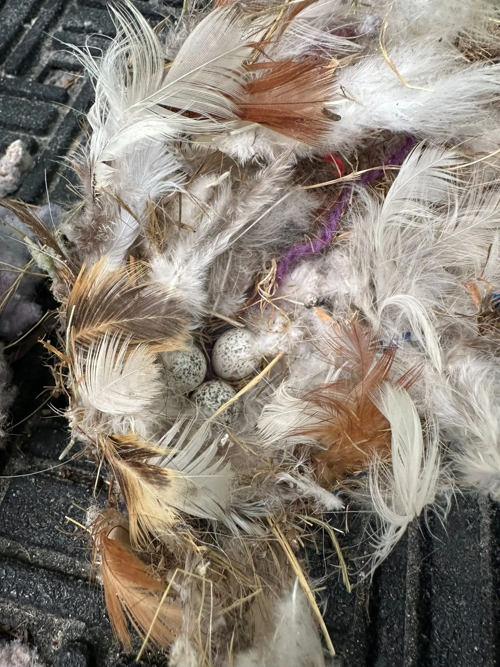 Close view of nesting material, feathers, and lint taken out of a dryer vent